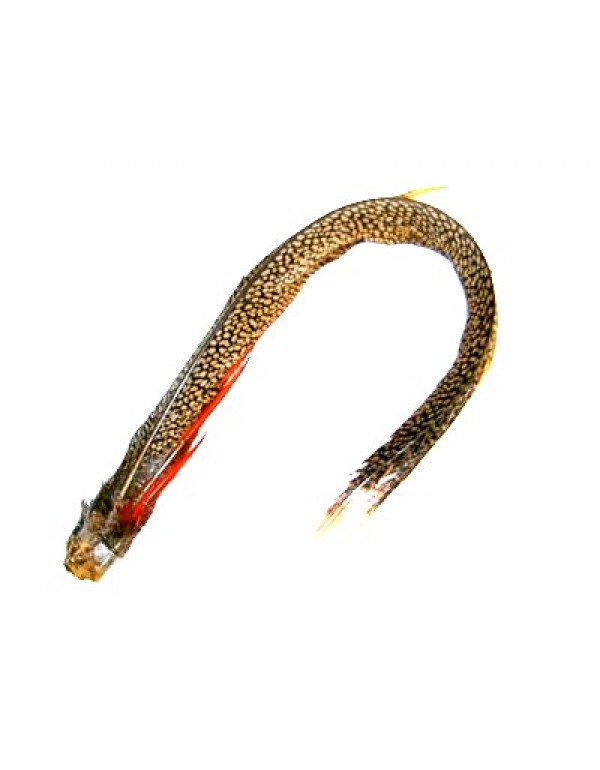 GOLDEN PHEASANT COMPLETE TAIL
