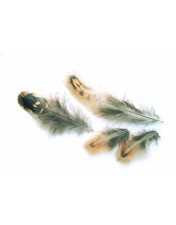 HEN PHEASANT FEATHERS