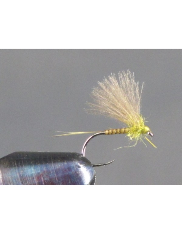 FTW BWO OLIVE